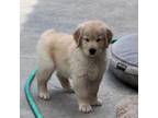 Golden Retriever Puppy for sale in Rocklin, CA, USA