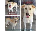 Adopt Callie a Retriever, Mixed Breed