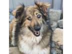 Adopt Iza a Australian Shepherd