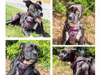 Adopt Zep a Boxer, Pit Bull Terrier