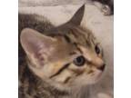 Adopt Clover a Tabby