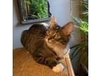 Adopt FIORELLA a Domestic Medium Hair