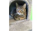 Adopt Jackie a Domestic Short Hair