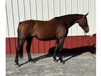 Beautiful Dutch Warmblood mare!