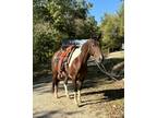 Registered Paint Gelding