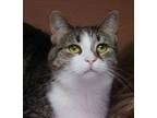 Adopt Gina a Domestic Short Hair