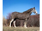 Online Auction - [url removed] - Gorgeous Blue Roan 7 Year Old Registered
