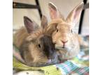 Adopt Thelma & Louise a Lionhead, Bunny Rabbit