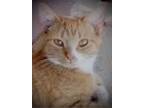 Adopt TUTULI a Tabby, Domestic Short Hair