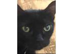 Adopt Willow a Domestic Short Hair