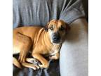 Adopt Super Sweet Stella a Boxer, Rhodesian Ridgeback