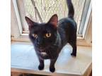 Adopt Feddy a Domestic Short Hair