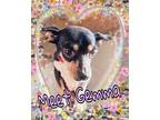 Adopt Gemma a Rat Terrier