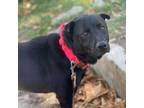 Adopt Stella Rose a Shar-Pei, Black Labrador Retriever