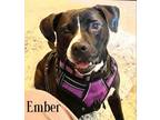 Adopt Ember a Labrador Retriever, Pit Bull Terrier