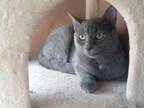 Adopt Nira a Russian Blue