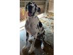 Adopt Chlo a Great Dane