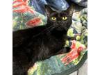 Adopt Mama Myrtle a Domestic Short Hair