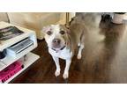 Adopt Daisy Rae a American Staffordshire Terrier