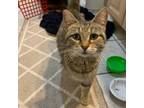 Adopt Kitkat a Domestic Short Hair, Maine Coon