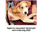 Adopt TAYLOR a Labrador Retriever