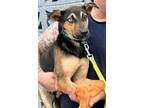 Adopt TIMMY a German Shepherd Dog, Husky