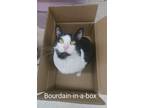 Adopt Bourdain a Domestic Short Hair, Tuxedo