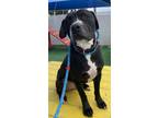 Adopt BRUTUS a Pit Bull Terrier, Mixed Breed