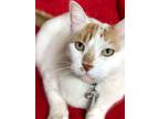 Adopt GRINGO a Siamese, Domestic Short Hair