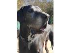 Adopt Diesel a Great Dane