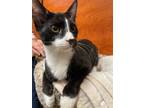 Adopt Liam a Tuxedo