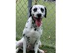 Adopt Roscoe a Dalmatian