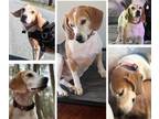 Adopt Sam a Beagle