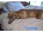 Adopt Timber a Labrador Retriever, Mixed Breed