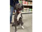 Adopt Blue a American Staffordshire Terrier