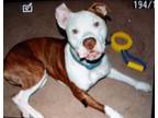 Adopt zzApollo~ Courtesy Post a Pit Bull Terrier