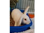 Adopt Gizmo a Bunny Rabbit