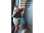Adopt Twinsy a Jack Russell Terrier