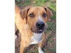 Adopt Daniel a Boxer, Hound