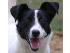 Adopt Dublin a Feist