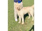 Adopt Walter a Goldendoodle, Golden Retriever