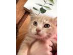 Adopt Terrence a Domestic Short Hair