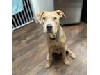 Adopt Synclair a Pit Bull Terrier