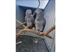 CX4 African Grey Parrots Birds