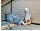 CDD4 African Grey Parrots Birds