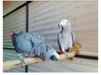 AP4 African Grey Parrots Birds