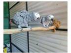 SI4 African Grey Parrots Birds