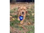 Adopt ROCCO a American Staffordshire Terrier, Mixed Breed