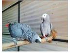 CGU4 African Grey Parrots Birds