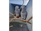 VCC4 African Grey Parrots Birds